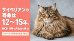 【2026年版】サイベリアンの寿命は何年?平均12〜15年|心臓病対策と長生きの秘訣をブリーダーが解説
