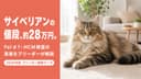 【2026年版】サイベリアン 値段の相場は約28万円|アレルゲン量・心臓病検査の真実をブリーダーが解説
