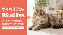 【2026年版】サイベリアン 値段の相場は約28万円|アレルゲン量・心臓病検査の真実をブリーダーが解説