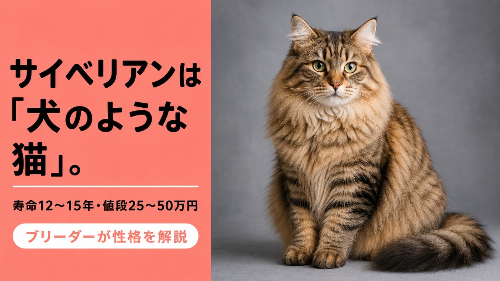 【2026年版】サイベリアンの性格・寿命12〜15年・値段25〜50万円をブリーダーが解説