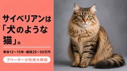 【2026年版】サイベリアンの性格・寿命12〜15年・値段25〜50万円をブリーダーが解説