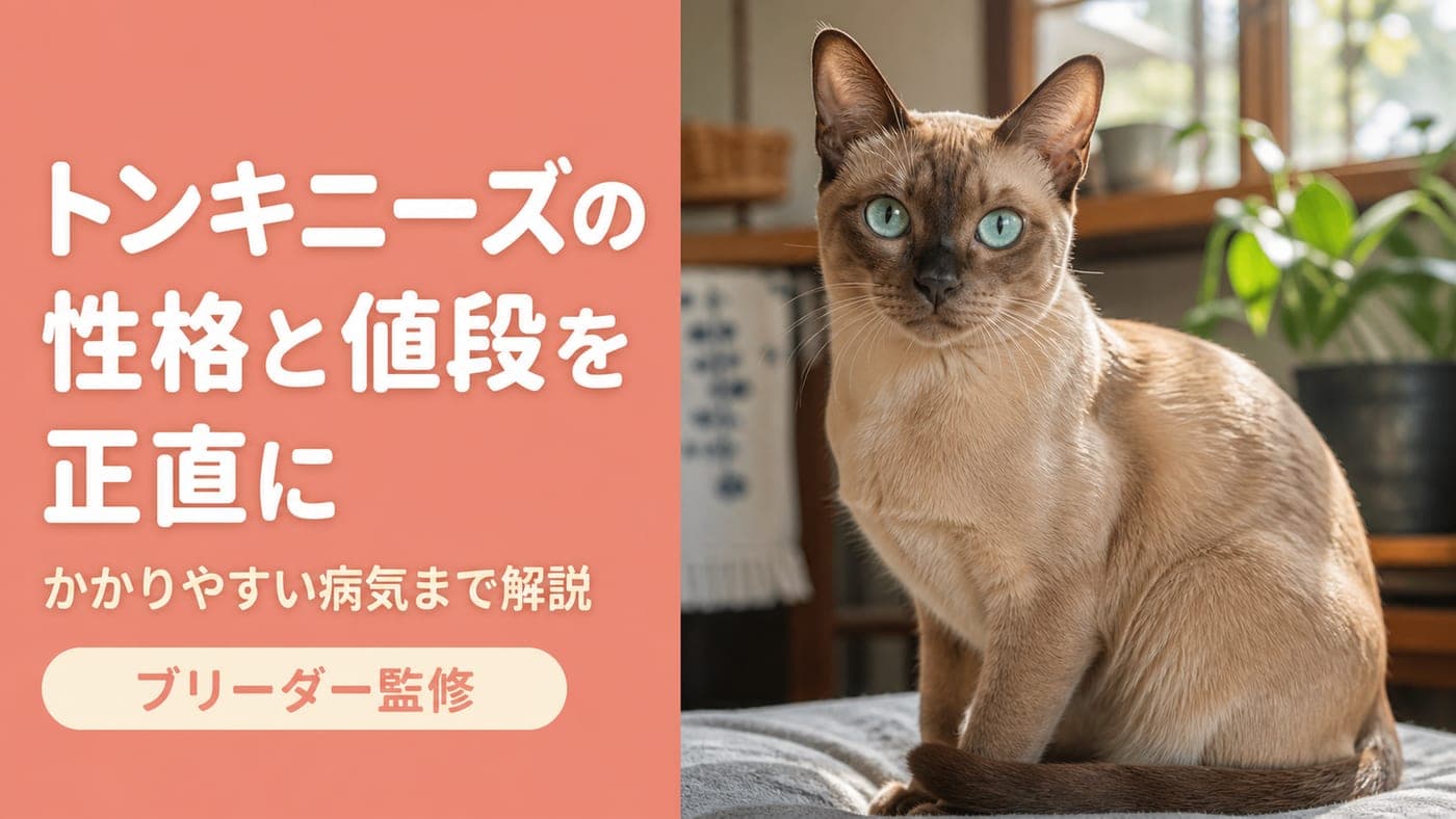 トンキニーズの性格・値段・病気を正直に解説【2026】