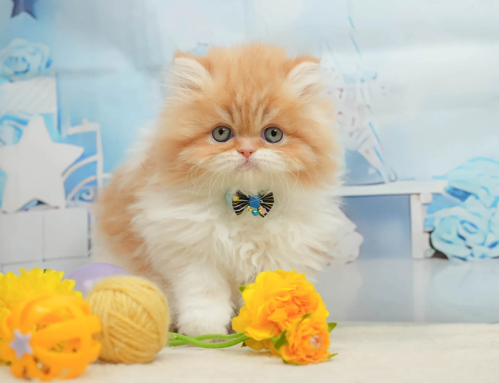 エキゾチックショートヘアの子猫 - 東京都のブリーダー直販
