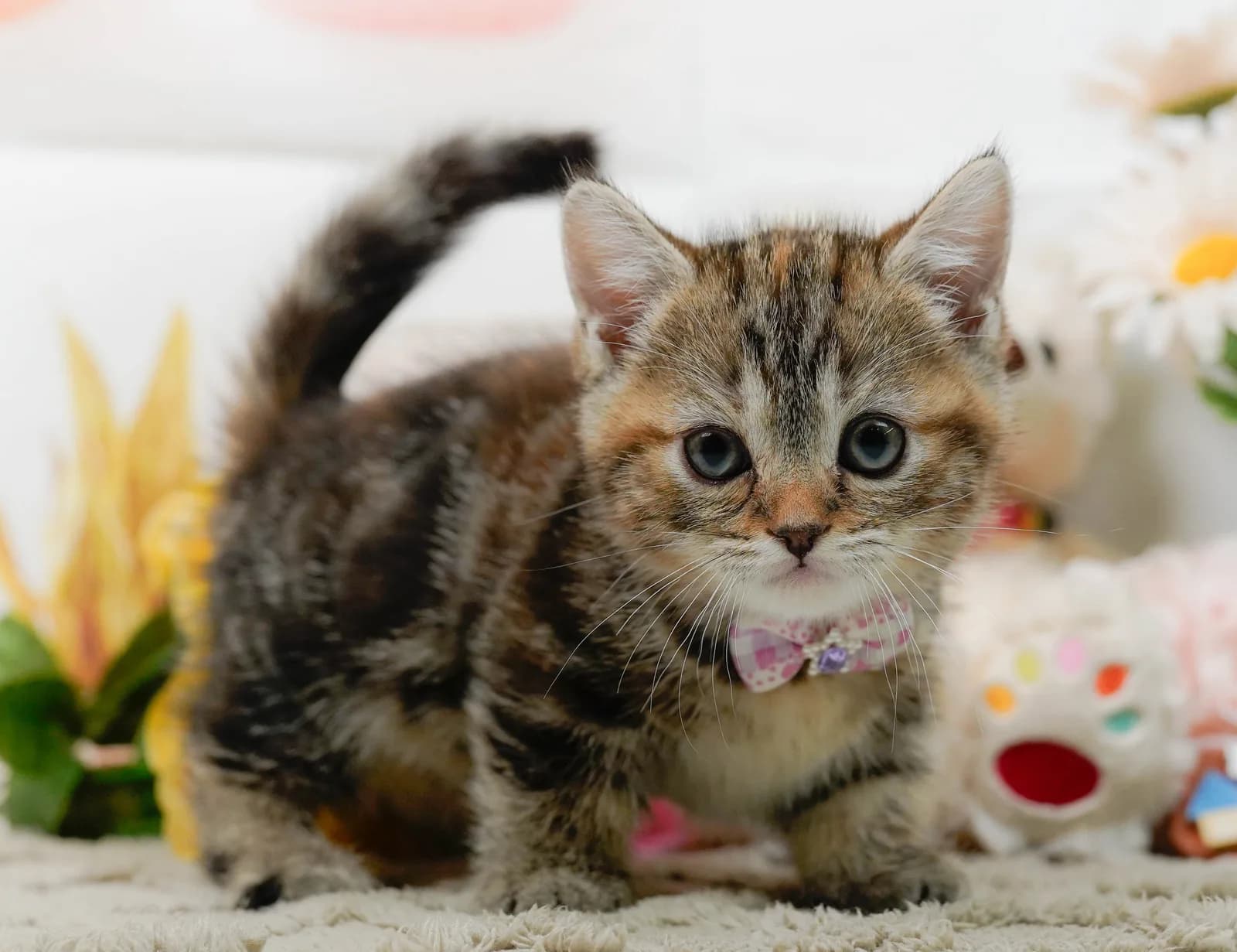 マンチカンの子猫 - 愛知県のブリーダー直販