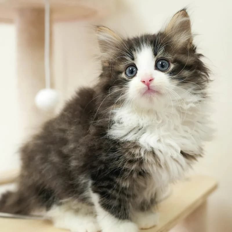 ノルウェージャンフォレストキャット(Norwegian Forest Cat)の子猫 - Flowens Cat ブリーダー直販