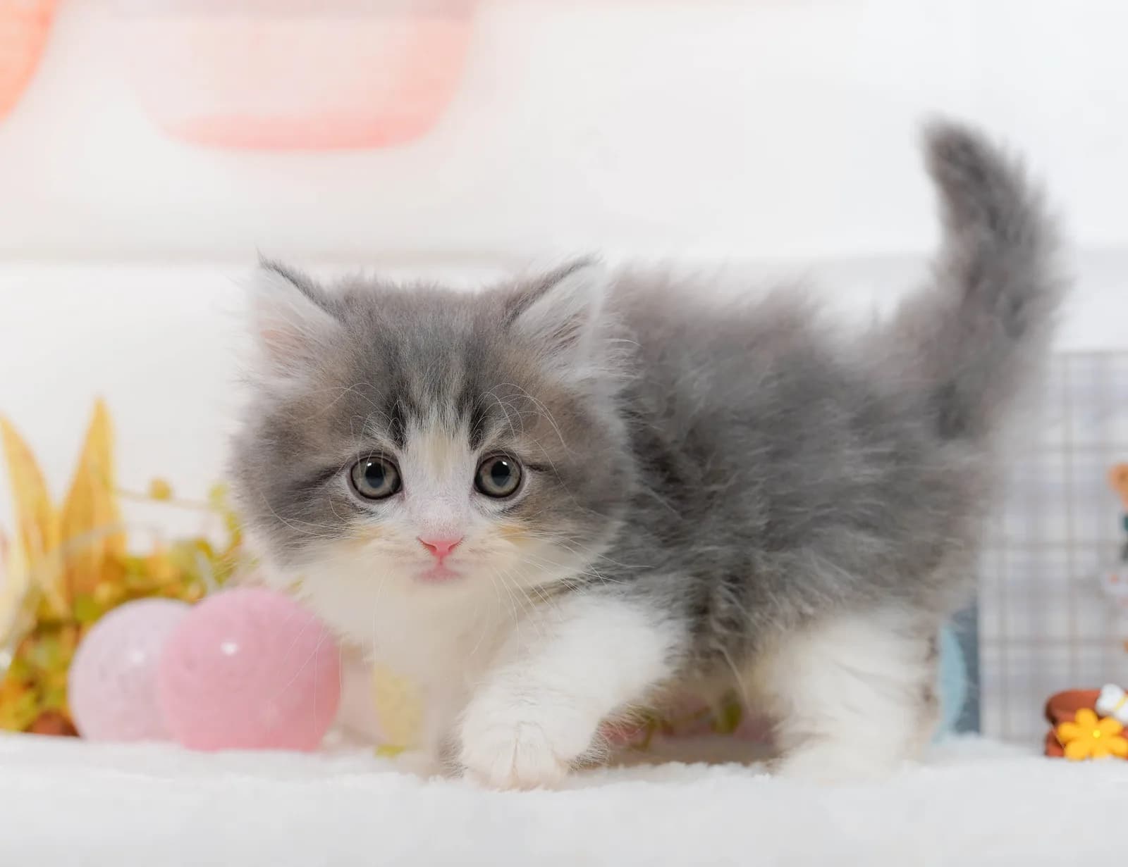 サイベリアンの子猫 - 東京都のブリーダー直販