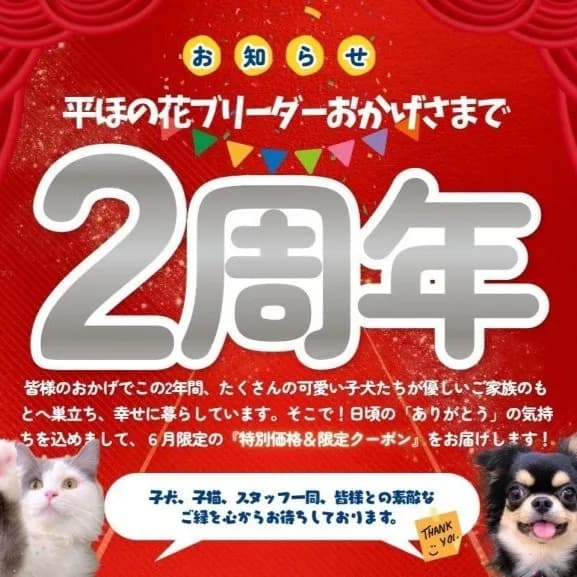 🐾1周年ありがとうキャンペーン開催🎉【6月中の成約・お迎えで特別クーポンあり✨】