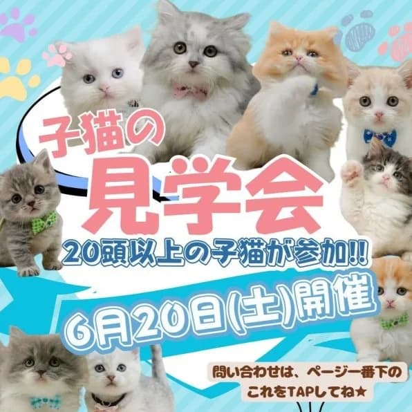 ☔🐱 6/20(土)限定 🐱🌈
🫧 子猫の見学会 開催 🫧