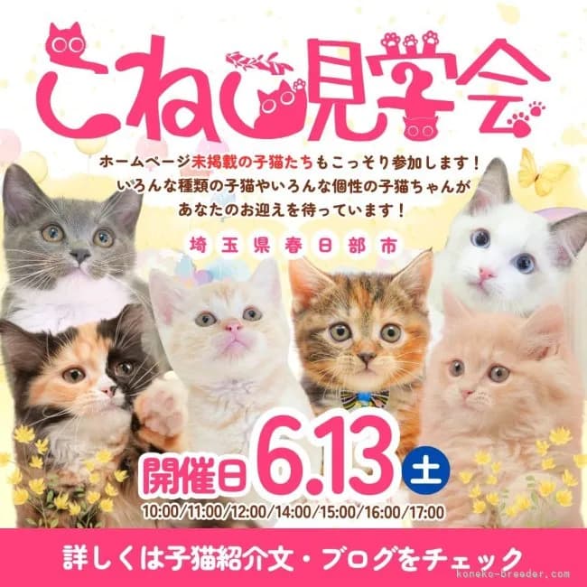 🐱大好評につき追加開催!6/13特別子猫見学会✨