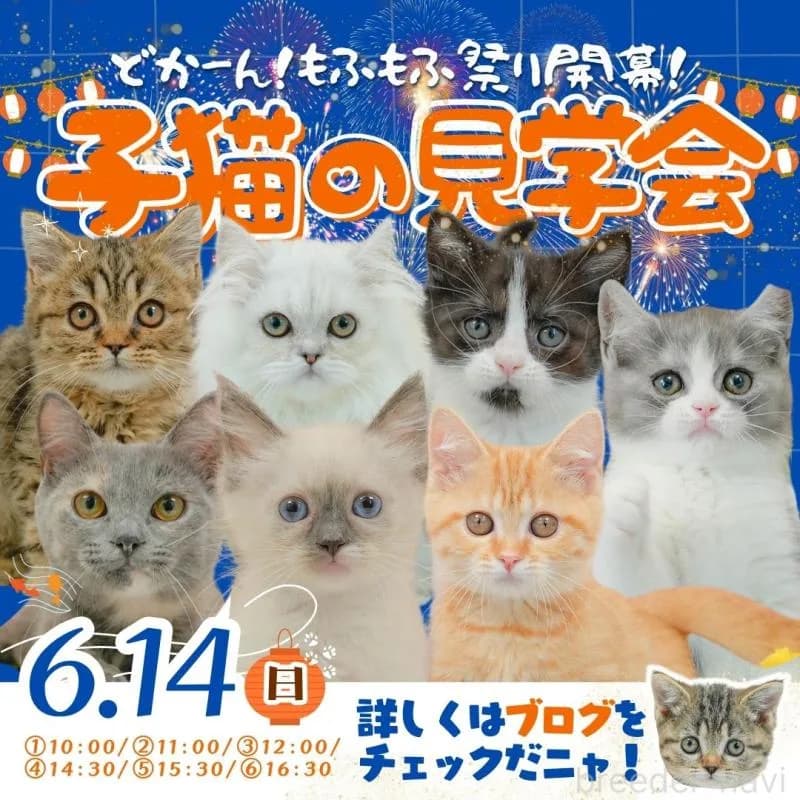🐱✨6/14(日) 子猫見学会開催決定!✨🐱 ~たくさんの子猫たちとの出会いをお楽しみください~