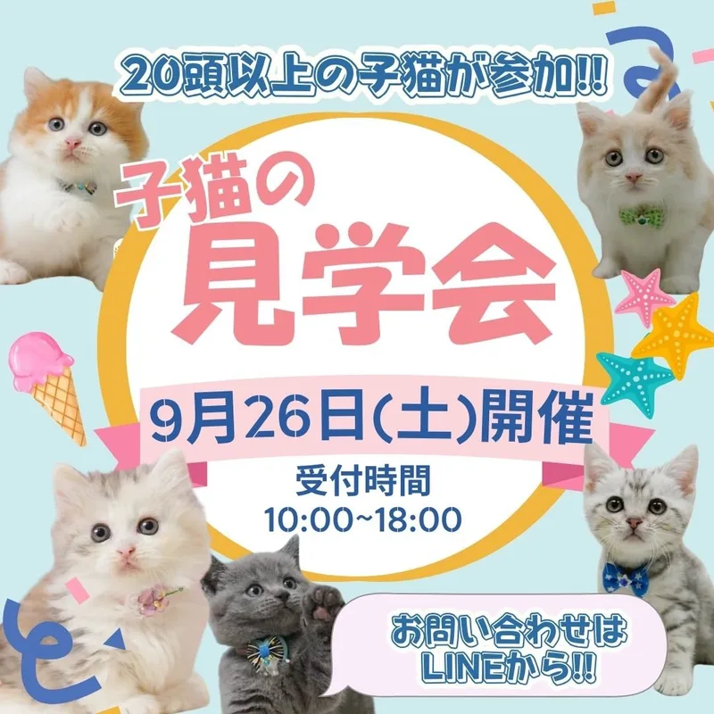 😸9/26(土)20頭以上が参加する子猫見学会開催🎉未掲載の子猫にも会えるかも💓