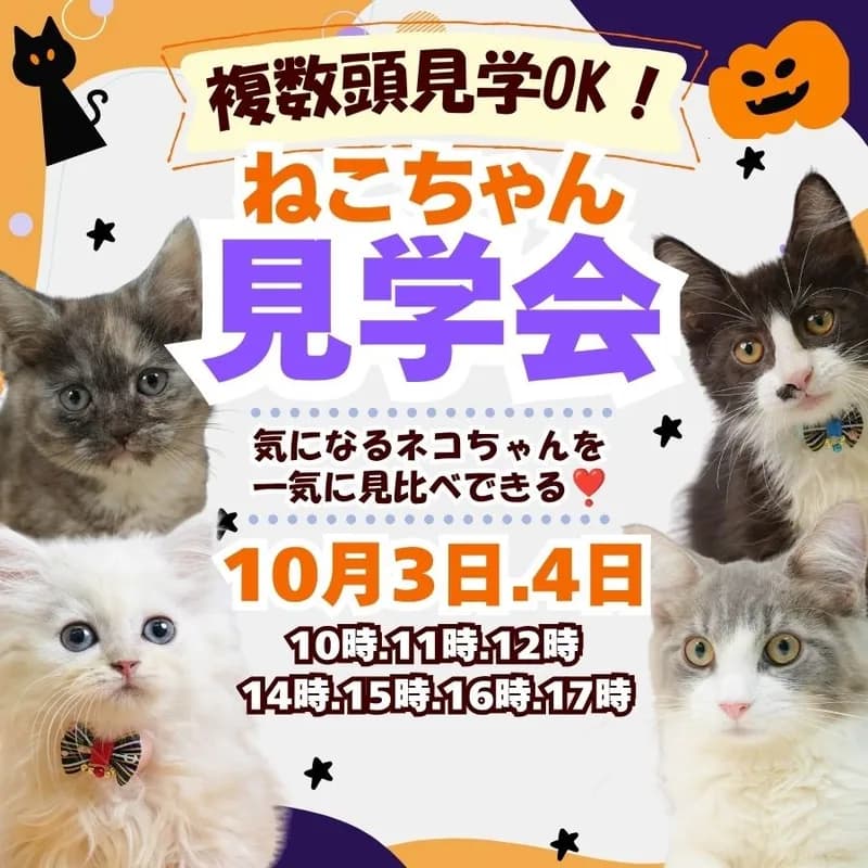 気になるネコちゃんを見比べ👀10月3日、4日開催🐈ネコちゃん見学会❣️ 画像1