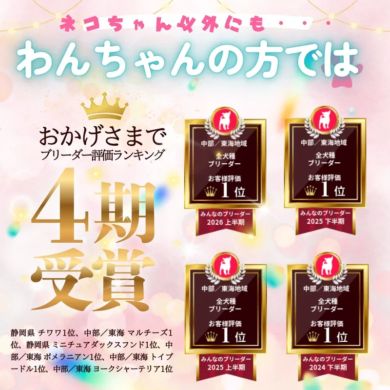 気になるネコちゃんを見比べ👀10月3日、4日開催🐈ネコちゃん見学会❣️ 画像3