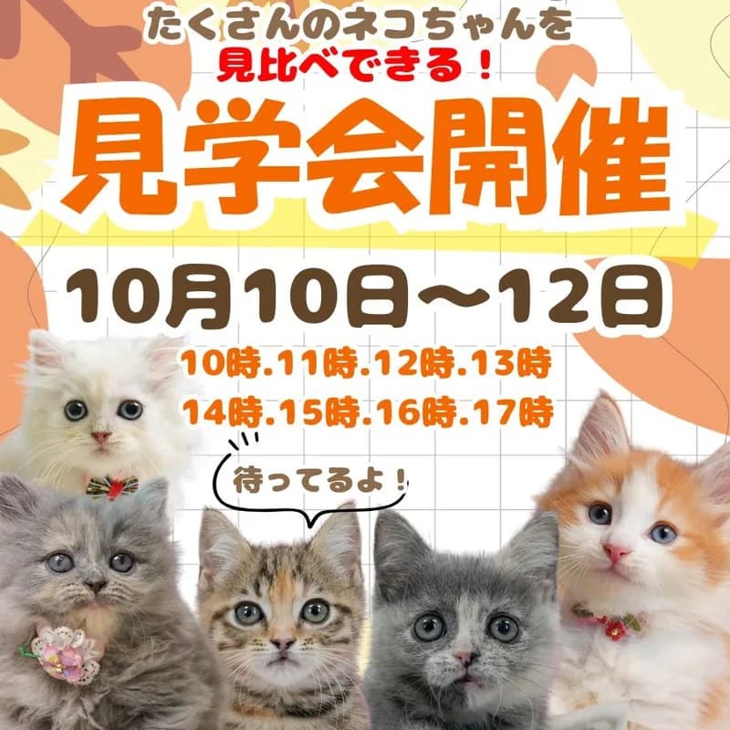 👀気になるネコちゃんを見比べできる🍼10月10日~12日開催😽ネコちゃん見学会🫧 画像1