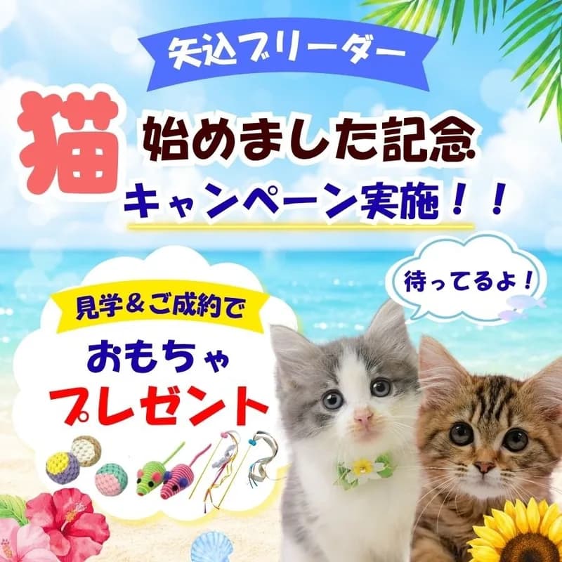 👀気になるネコちゃんを見比べできる🍼10月10日~12日開催😽ネコちゃん見学会🫧 画像2