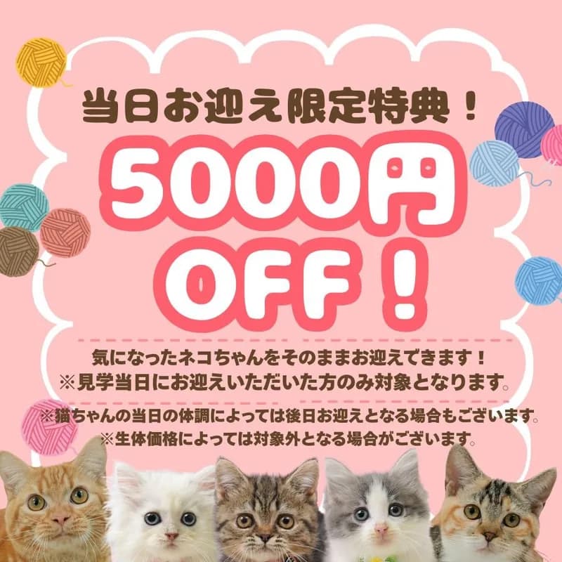 👀気になるネコちゃんを見比べできる🍼10月10日~12日開催😽ネコちゃん見学会🫧 画像3