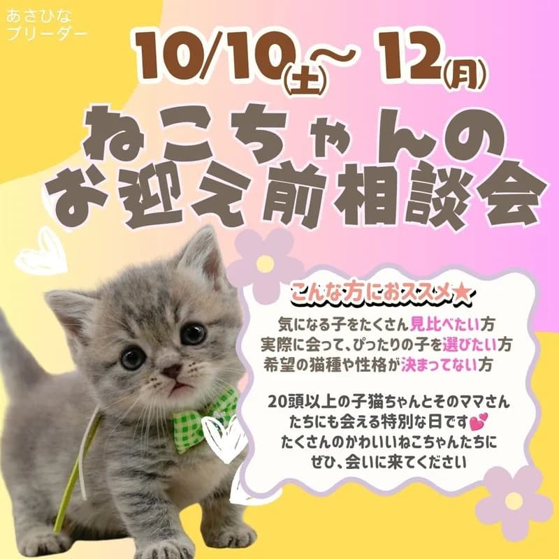 😸10/10〜12こねこのお迎え前相談会🍁 画像1
