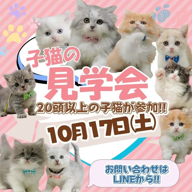 🐱10/17㈯20頭の子猫が参加の見学会開催🍁