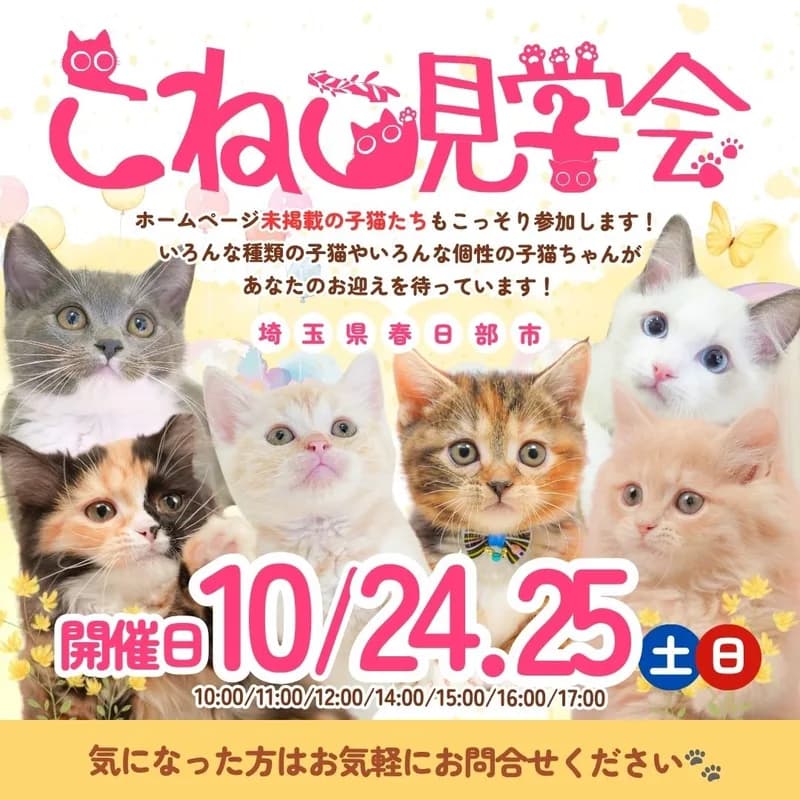 10/24.25開催🐱こねこ見学会!未掲載の子にも会える🐾 画像1