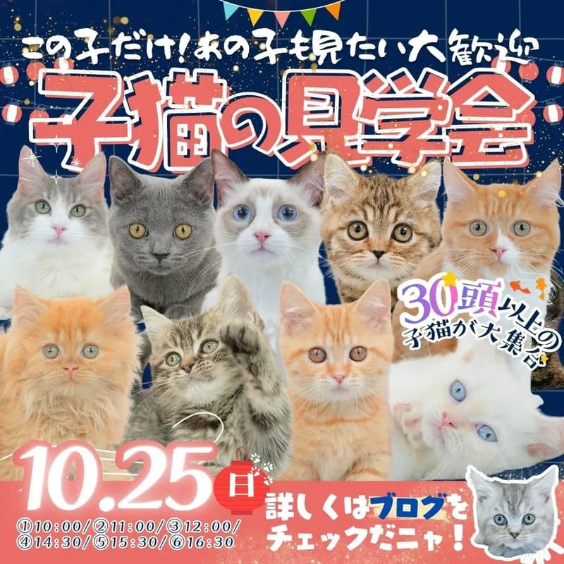 🐱💕 10/25(日) 子猫見学会開催!✨ 画像1