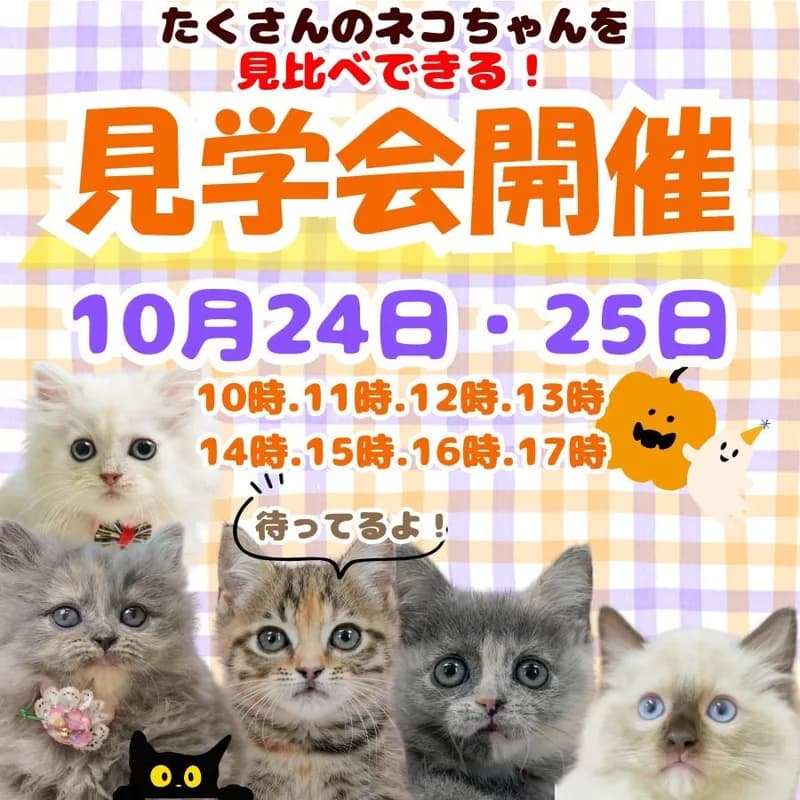 👀気になるネコちゃんを見比べできる🍼10月24日.25日開催😽ネコちゃん見学会🫧 画像1