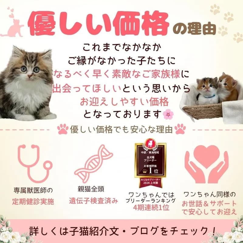 👀気になるネコちゃんを見比べできる🍼10月24日.25日開催😽ネコちゃん見学会🫧 画像2