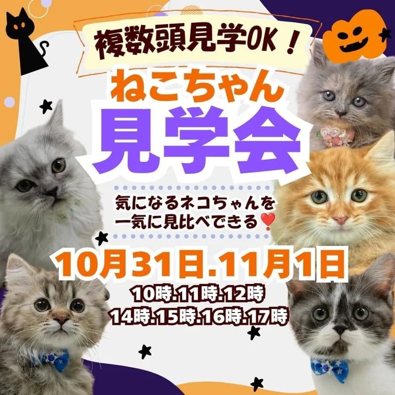 🎃🐱【ハロウィン猫ちゃん見学会開催!】かわいい猫ちゃんたちと運命の出会いを👻🧡 画像1