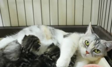 守谷猫舎の飼育環境