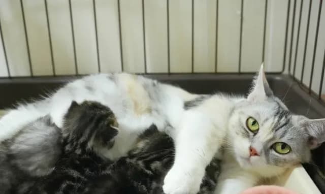 守谷猫舎の飼育環境