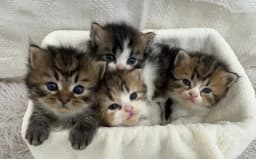 沼津猫舎の飼育環境