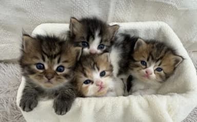 沼津猫舎の飼育環境