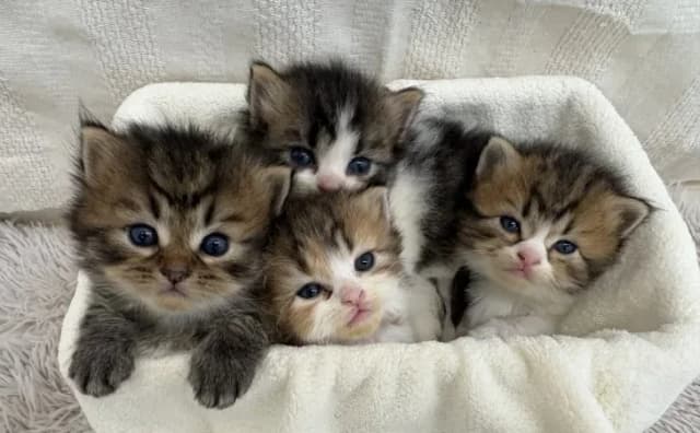 沼津猫舎の飼育環境