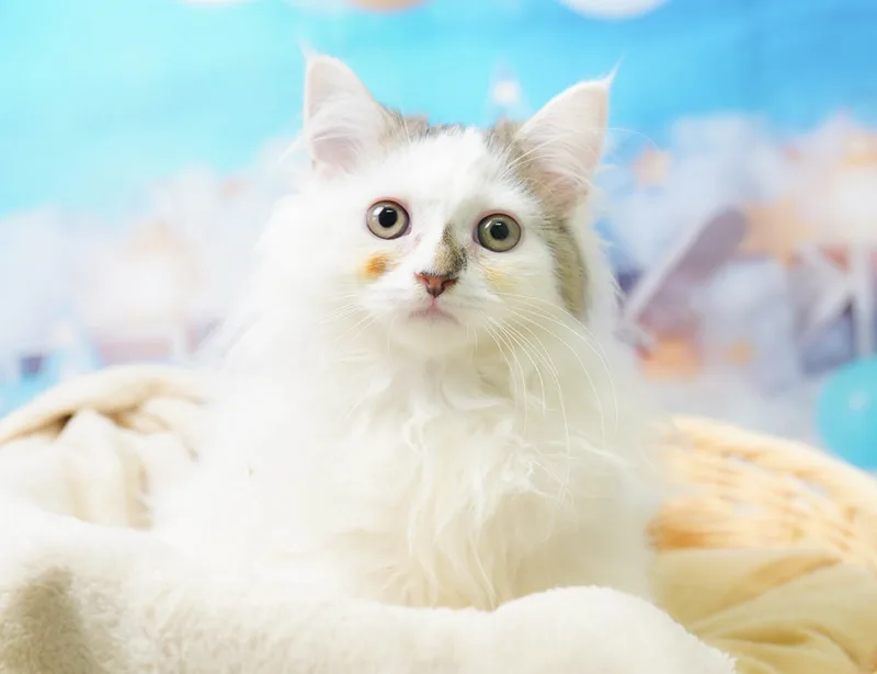 サイベリアンの子猫 メス ブラウンタビー&ホワイトバン