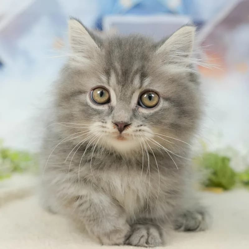 マンチカンの子猫 オス ブルータビー