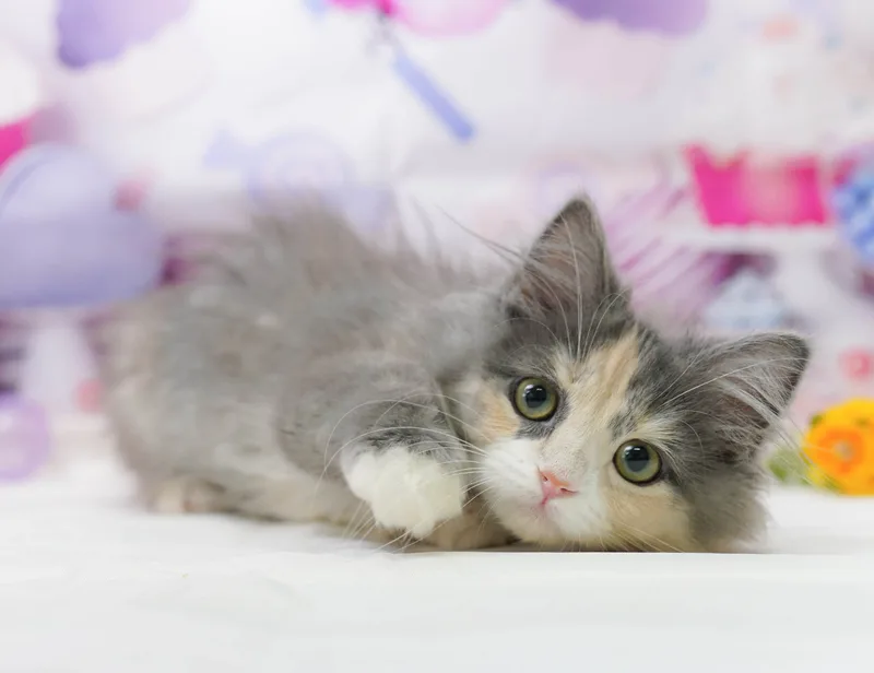 ラガマフィンの子猫 メス ブルー&クリーム