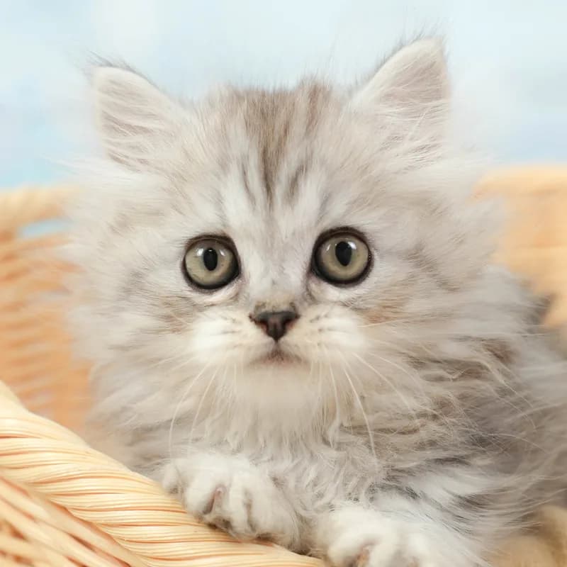 マンチカンの子猫 オス シルバータビー&ホワイト