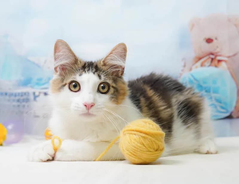 ノルウェージャンフォレストキャットの子猫 オス ブラウンタビー&ホワイト - コスモスファーム - 写真1