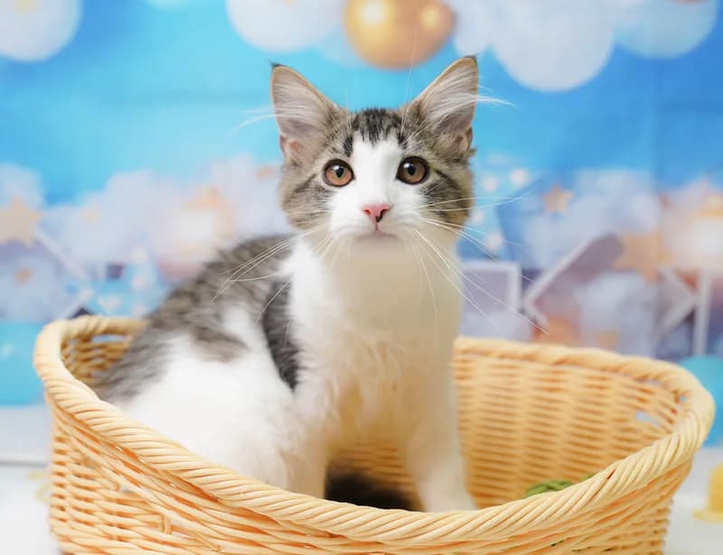 ノルウェージャンフォレストキャットの子猫 オス ブラウンタビー&ホワイト - コスモスファーム - 写真1