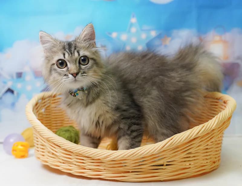 ミヌエットの子猫 オス ブラウンタビー - コスモスファーム - 写真1