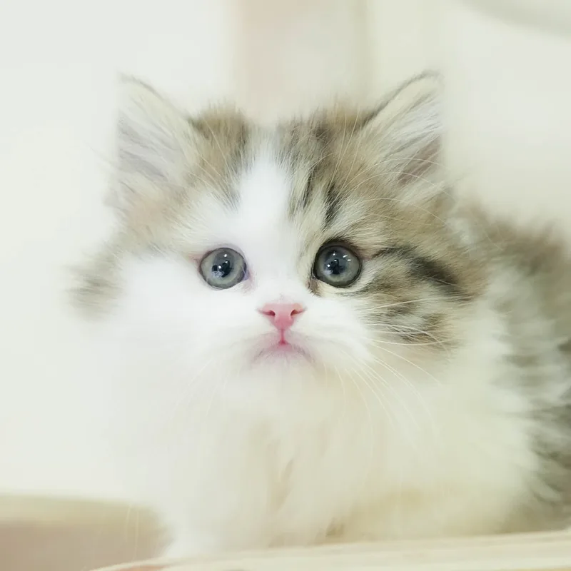 ミヌエットの子猫 オス ブラウンタビー&ホワイト