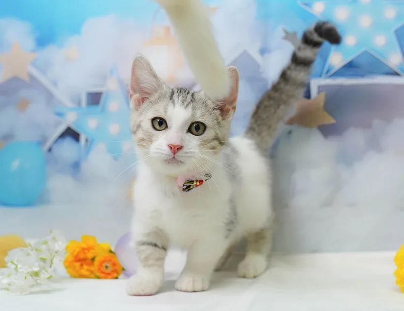 マンチカンの子猫 オス シルバータビー&ホワイト