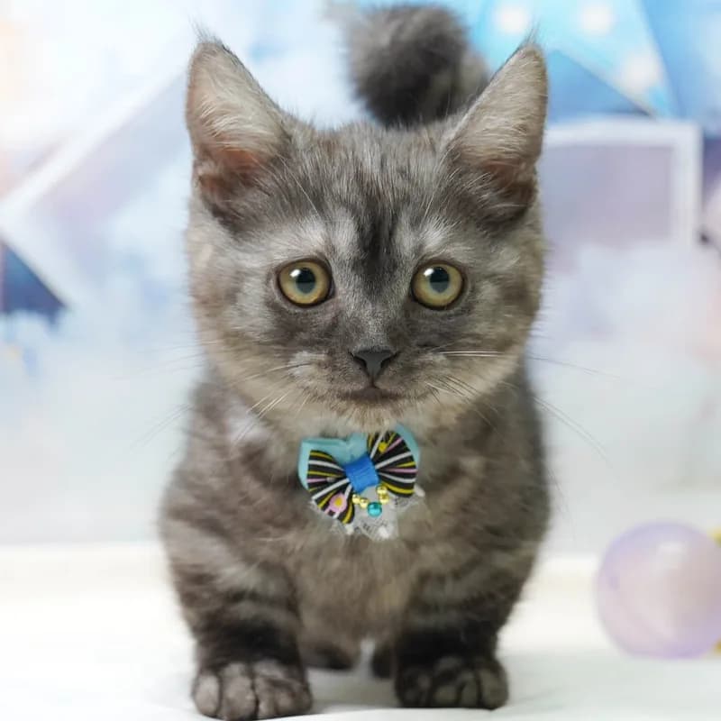 マンチカンの子猫 オス シルバータビー