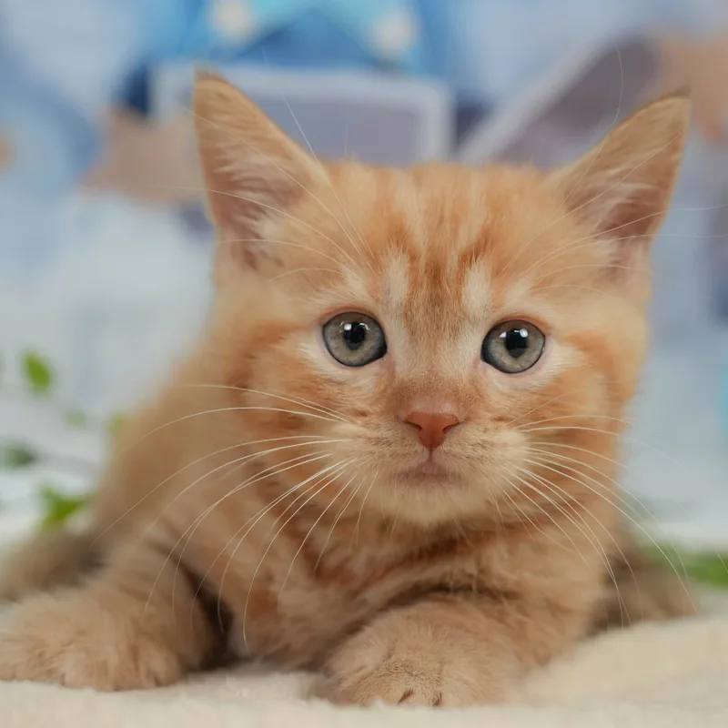 マンチカンの子猫 オス レッドタビー
