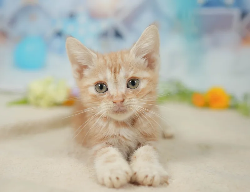 アメリカンショートヘアの子猫 オス レッドタビー