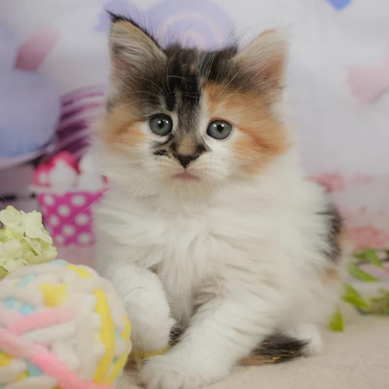 ノルウェージャンフォレストキャットの子猫 メス キャリコ