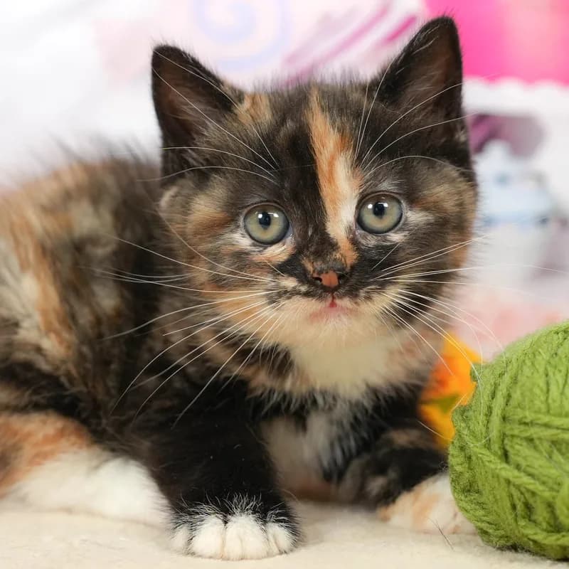 ノルウェージャンフォレストキャットの子猫 メス キャリコ