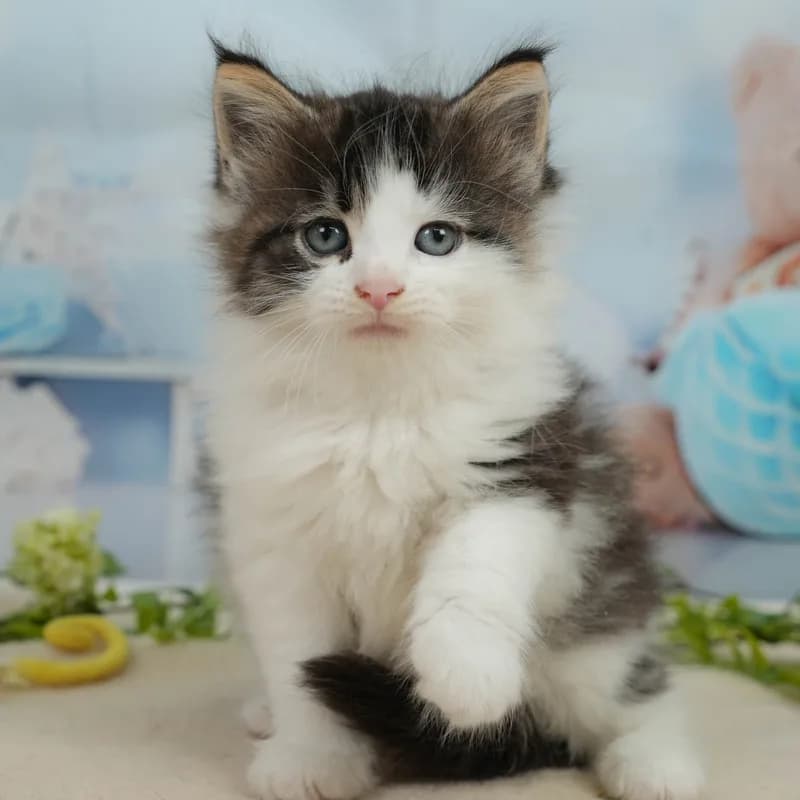 ノルウェージャンフォレストキャットの子猫 オス ブラウンタビー&ホワイト