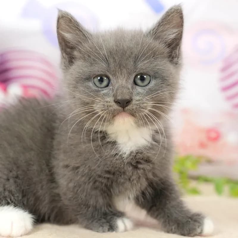 ノルウェージャンフォレストキャットの子猫 オス ブラウンタビー&ホワイト