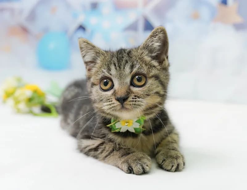 マンチカンの子猫 メス ブラウンタビー