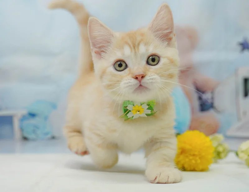 マンチカンの子猫 メス クリームタビー - パピーヴィレッジ コノハズク - 写真1